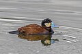 * Nomination Andean duck (Oxyura ferruginea) male --Charlesjsharp 11:51, 7 September 2023 (UTC) * Promotion  Support Good quality. --JoachimKohler-HB 16:52, 7 September 2023 (UTC)