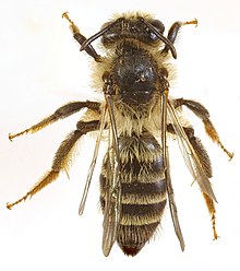 Andrena denticulata perempuan, Bagillt, North Wales, juli 2016 3 (32009581476).jpg