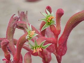 Anigozanthos flavidus