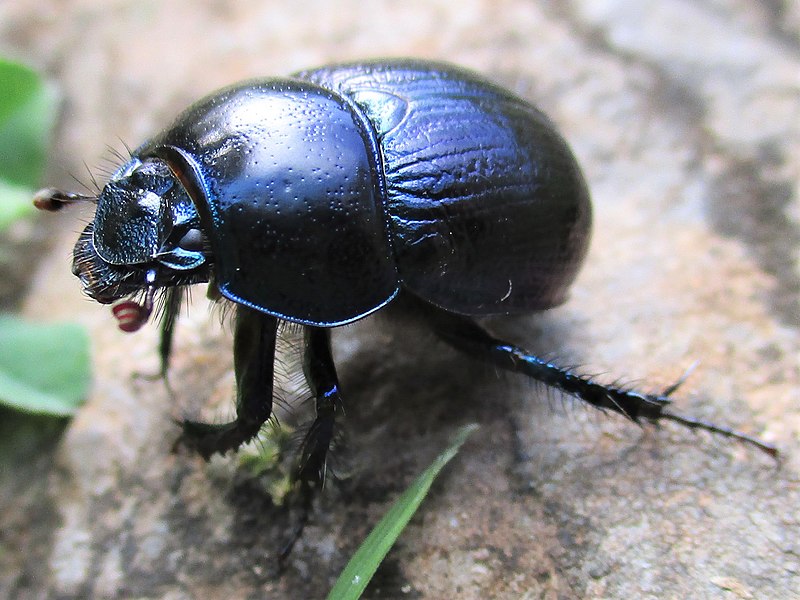 File:Anoplotrupes stercorosus 13.jpg