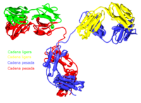 Estructura de las inmunoglobulinas: modelo de cintas