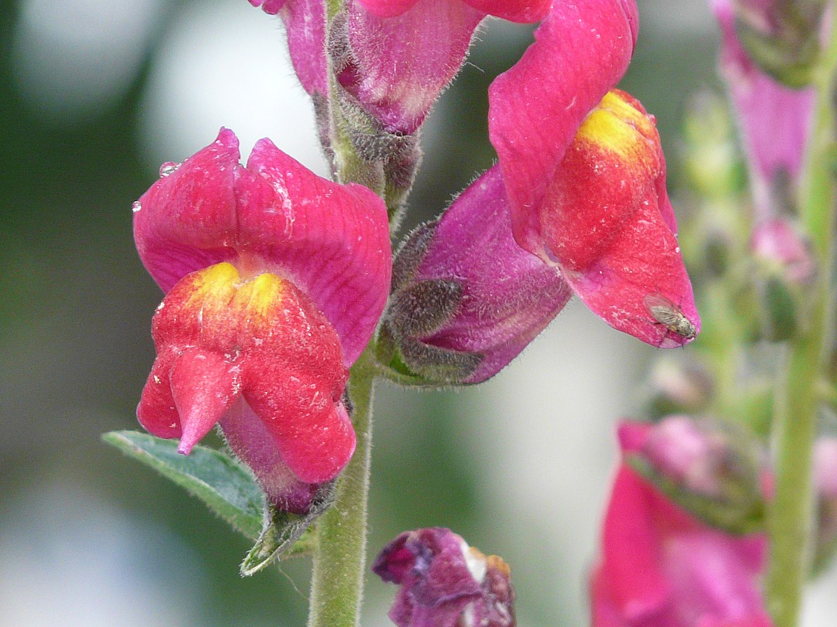 Antirrhinum majus Opus III