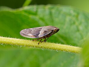 Alder spittlebug