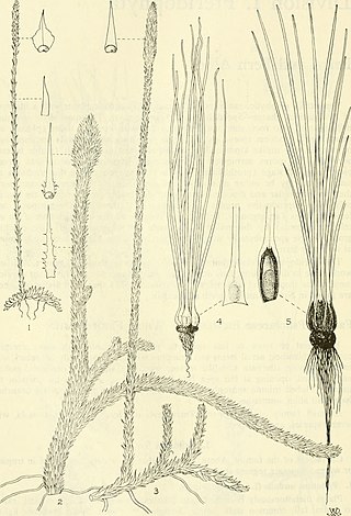 <i>Isoetes melanopoda</i> Temperate North American species of quillwort