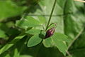 Aquilegia atrata PID1619-2.jpg