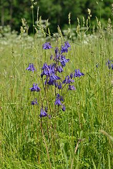 Paprastasis sinavadas (Aquilegia vulgaris)