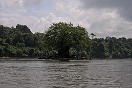 Arbol en el Caura.jpg