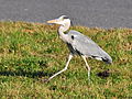 Ardea cinerea - Jona (SG) - Stamp 2011-11-18 14-12-34.jpg