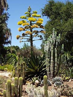 Arizona Cactus Garden, Stanford Üniversitesi, Palo Alto, CA, USA.JPG