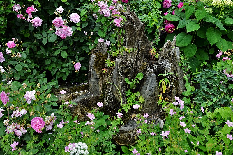 File:Arundel Castle Gardens, The Stumpery, ancient tree stumps from the Norfolk Estate 1 - geograph.org.uk - 5815604.jpg