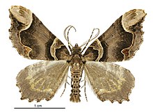 Asaphodes chlamydota male.jpg