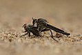 * Nomination: Asilidae_robberfly preying on fly_in anaimalai hills, southern western ghats._1 --PJeganathan 06:10, 7 June 2017 (UTC) * * Review needed