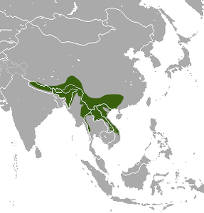 Assam Macaque area.png