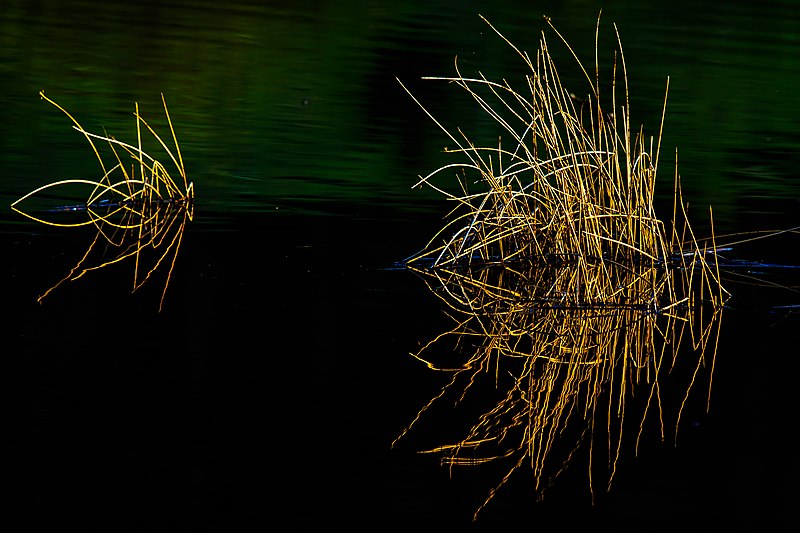 File:At Ned Roberts Lake…sunset reed reflections (8727148993).jpg