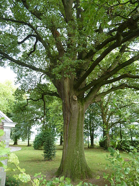 File:Aubel-Eik en kapel te Gorhez (7).JPG