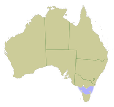 Australia locator Bass Strait.png