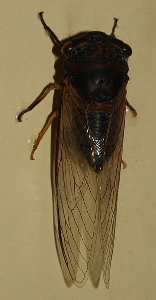 File:AustralianMuseum cicada specimen 53.JPG