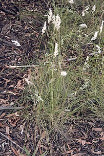 <i>Rytidosperma setaceum</i> Species of plant