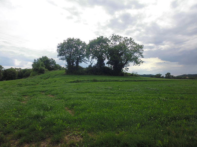 File:Bäume auf einer Wiese.JPG