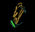 Model of Bone morphogenetic protein 2