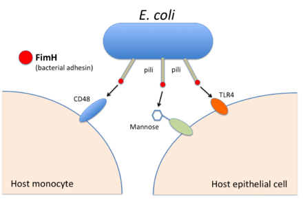 FimH is a bacterial adhesin that helps bacteria such as Escherichia coli to bind to host cells and their receptors (here: the human proteins CD48 and TLR4, or mannose residues). Bacterial Adhesin FimH - host interaction.png