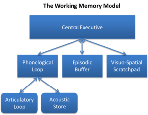 Baddeley and Hitch's model of working memory Baddeley and Hitch's Working Memory Model.png