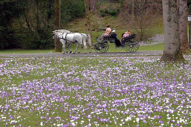 File:Baden-Baden-Lichtentaler Allee-122-Krokus-Pferdekutsche-2009-gje.jpg