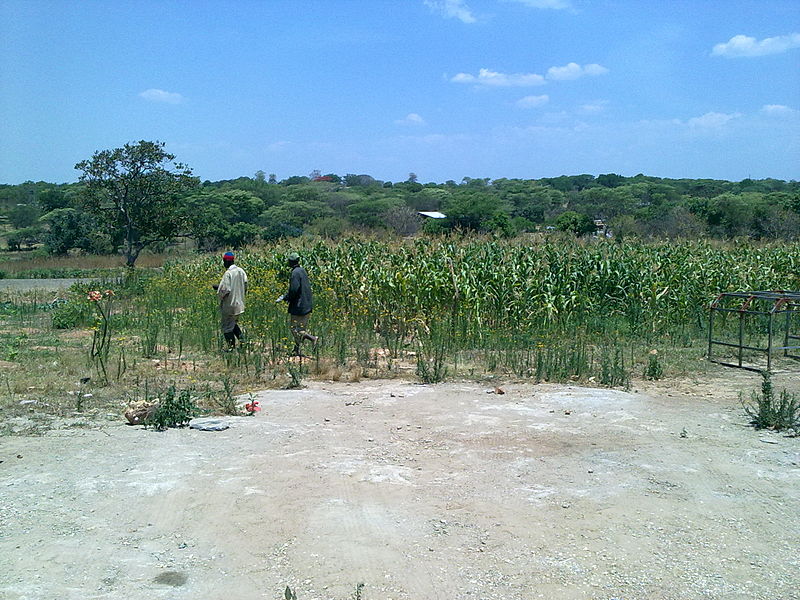 File:Banana Plantation (5268653336).jpg