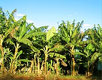 bananów w Brazylii