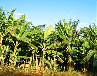 Banana plantation Facility where bananas are grown