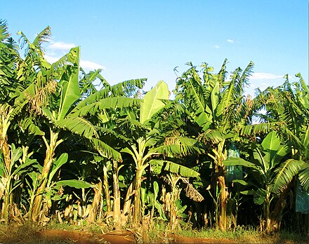 A banana plantation in Brazil
