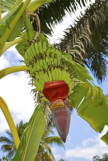 Die Kochbanane, auch Gemüseba