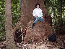 Base of a large Bangalay, Hacking River, Australia Bangalay.JPG