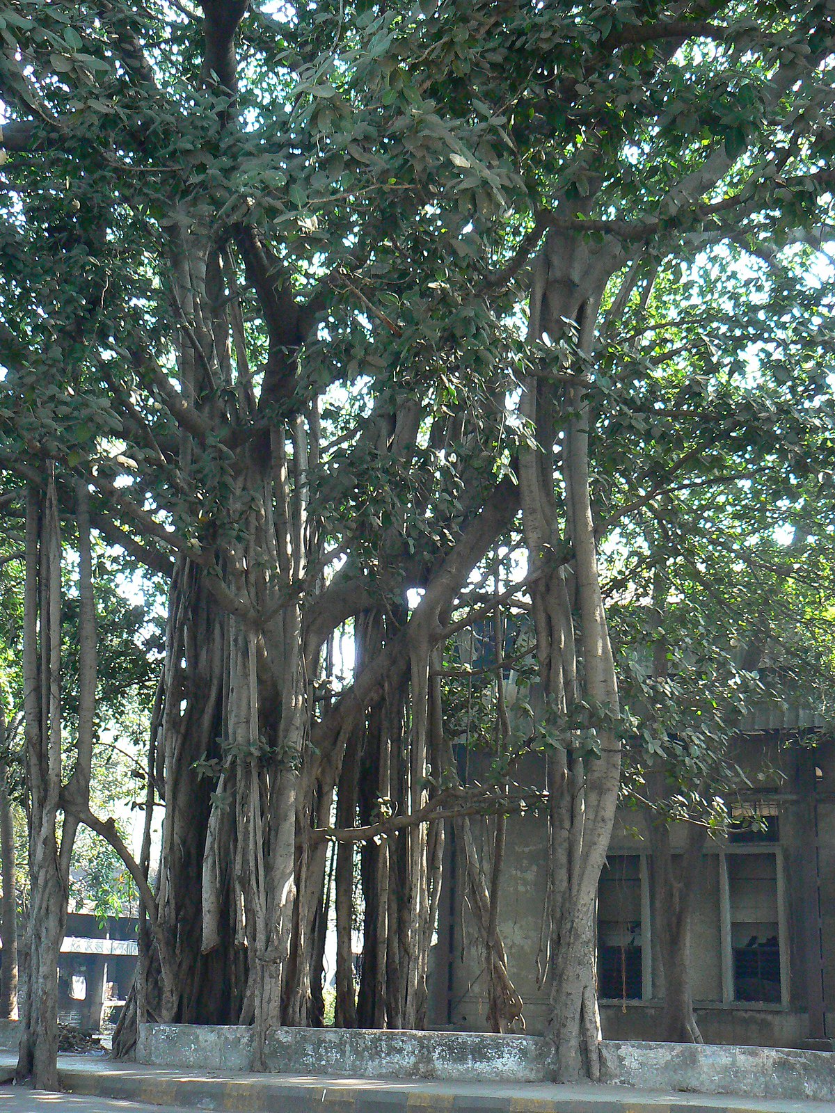 Banyan Tree Meaning In Oriya