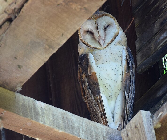 File:Barn Owl (35701166825).jpg