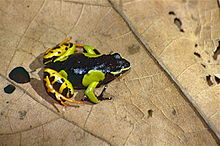 Baron's Mantella (Mantella baroni) (9663740943).jpg