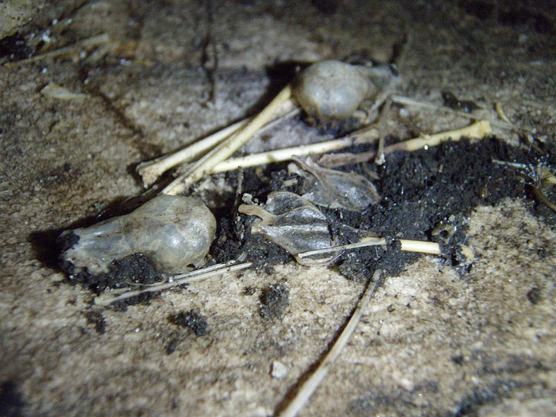 File:Bat skulls and bones (5690295350).jpg