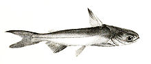 Batrachocephalus mino Mintern 108.jpg