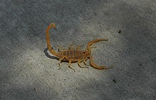 Bbasgen-écorce-scorpion.jpg