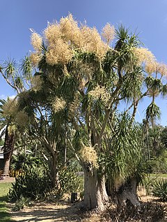 <i>Beaucarnea pliabilis</i> Species of plant in the family Asparagaceae