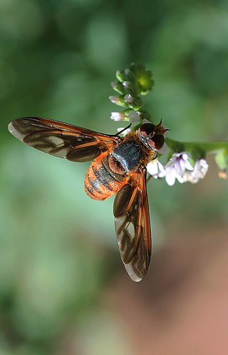 <i>Poecilanthrax effrenus</i> Species of fly