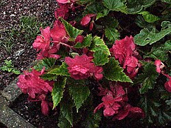 Begonia x tuberhybrida0.jpg