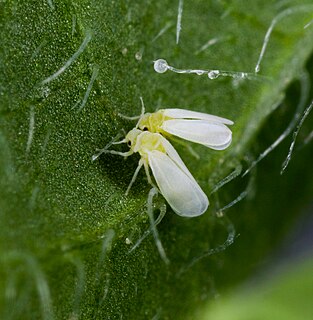 <i>Bemisia</i> Genus of true bugs