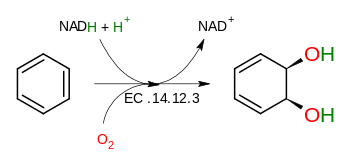 Бензен 1,2-диоксигеназа.svg