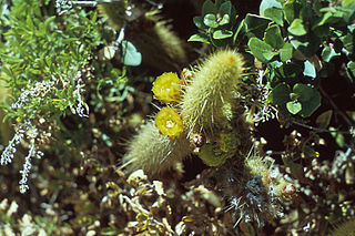 <i>Bergerocactus</i> Genus of cacti