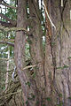 Deutsch: Naturdenkmal [14] Eibe bei Bernstein, Schwarzenbach am Wald English: European yew Natural Monument near Bernstein, Schwarzenbach am Wald