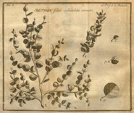 Tập_tin:Betula_nana_Linnaeus_Amoenitates_academicae.jpg