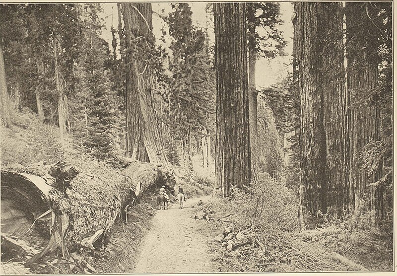 File:Big Trees of California Southern Pacific (1913) (14597959429).jpg