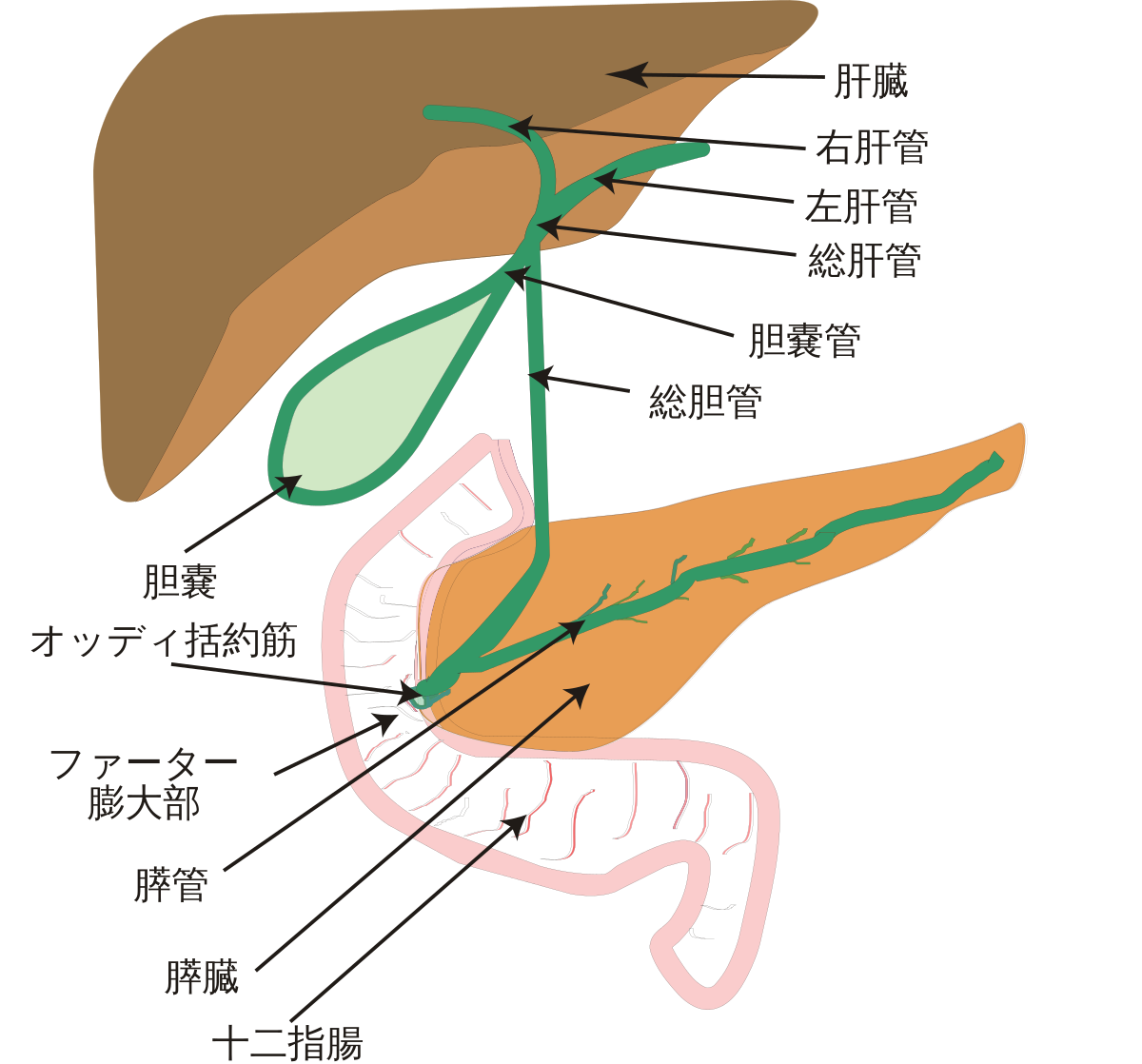 胆汁 Wikipedia