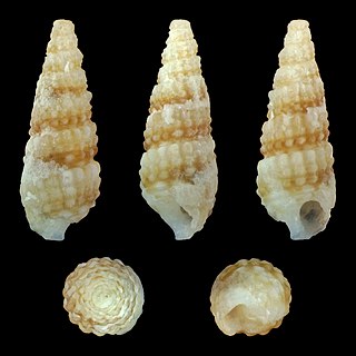 <i>Bittium incile</i> Species of gastropod